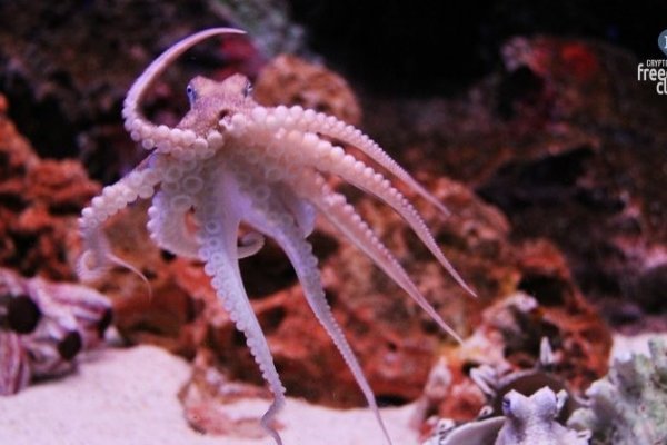 Кракен тор krakens13 at